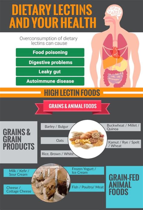 effects of lectins on humans.